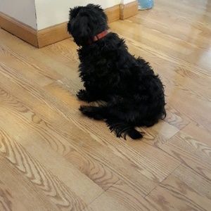 Meet your Posher, Annie